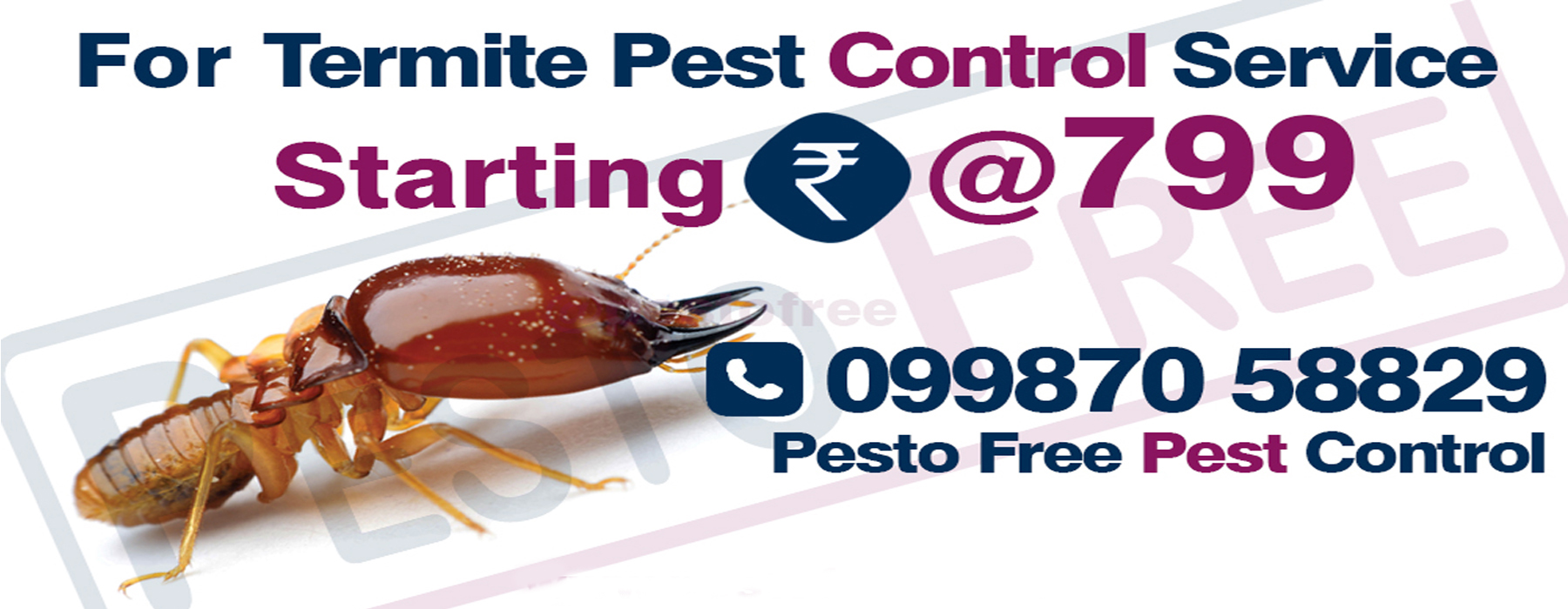 Termite Pest Control In Mumbai